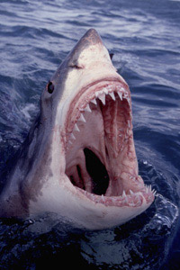 shark